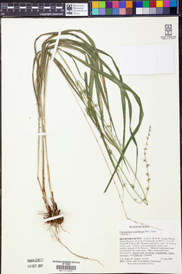 Chasmanthium sessiliflorum image