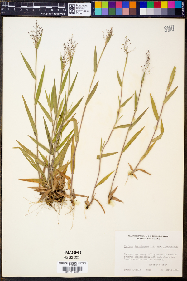 Dichanthelium acuminatum var. acuminatum image