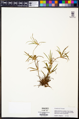 Coleanthus subtilis image