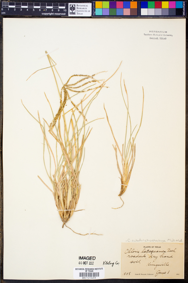 Chloris X subdolichostachya image