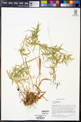 Panicum dichotomum image