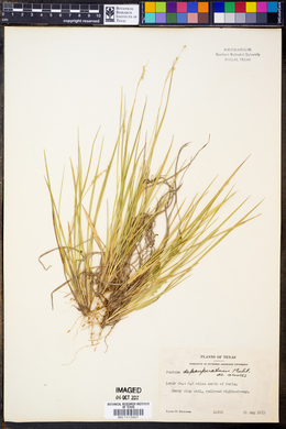 Panicum depauperatum image