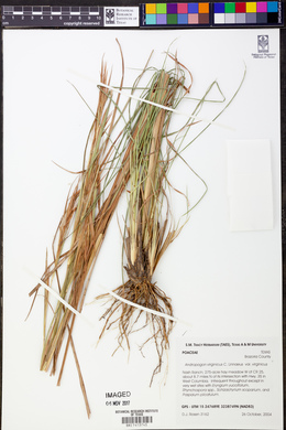 Andropogon virginicus var. virginicus image