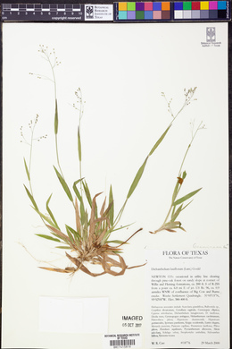 Dichanthelium laxiflorum image