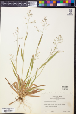 Dichanthelium laxiflorum image