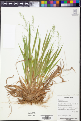Image of Dissanthelium laxifolium
