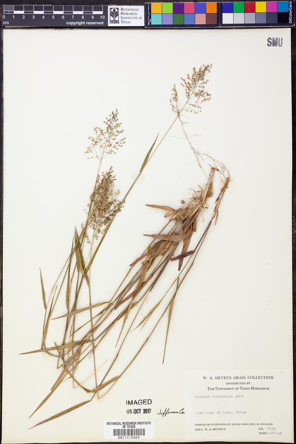 Panicum roanokense image