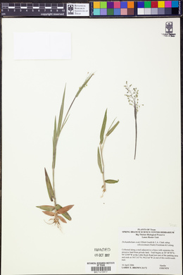 Dichanthelium ovale subsp. villosissimum image