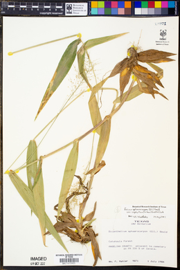 Panicum sphaerocarpon var. isophyllum image
