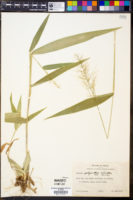 Panicum polyanthes image