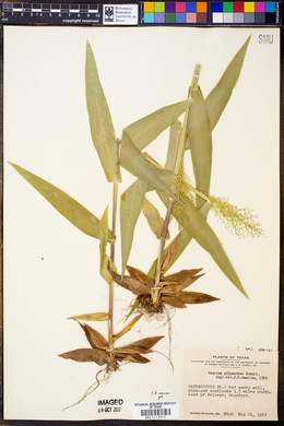 Panicum polyanthes image