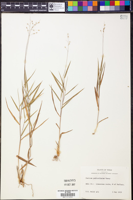 Panicum pedicellatum image