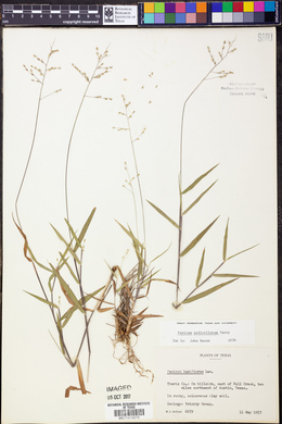 Panicum pedicellatum image