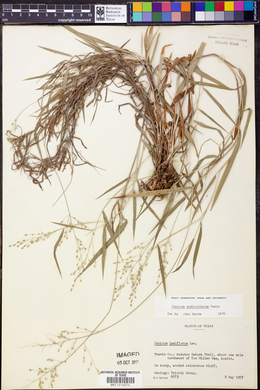 Panicum pedicellatum image