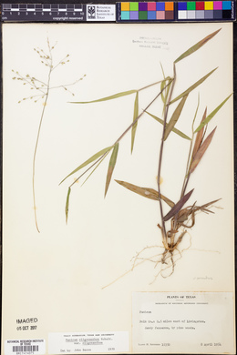 Panicum oligosanthes image