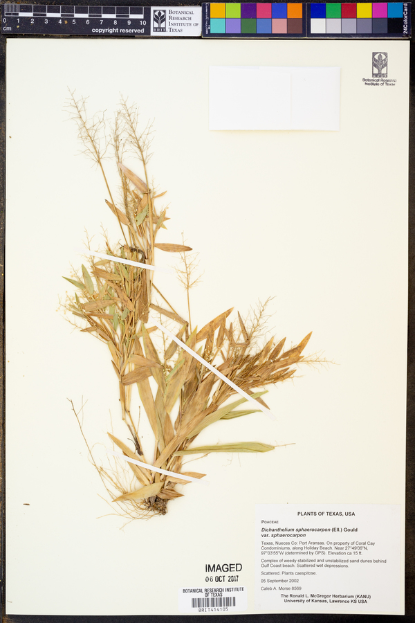 Dichanthelium sphaerocarpon var. sphaerocarpon image