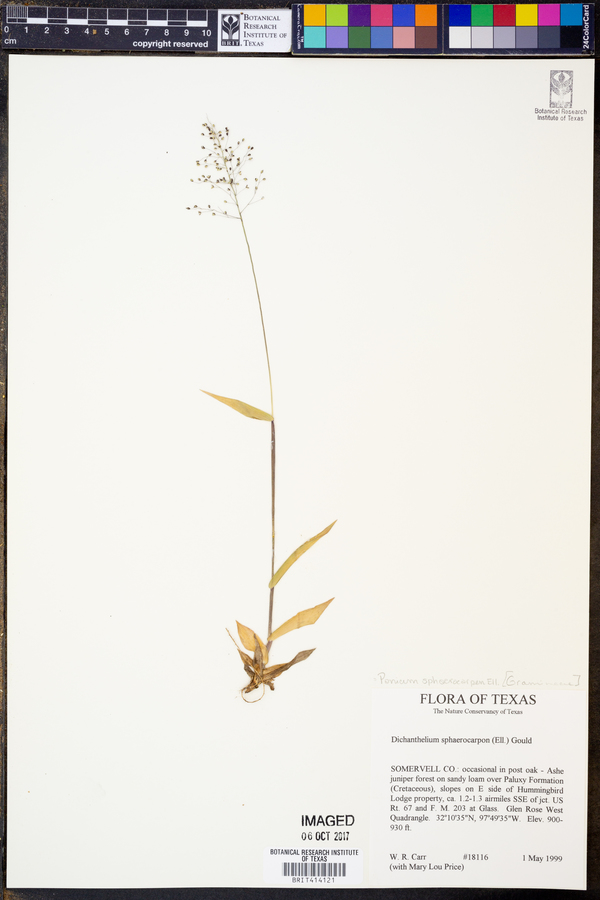 Panicum sphaerocarpon image