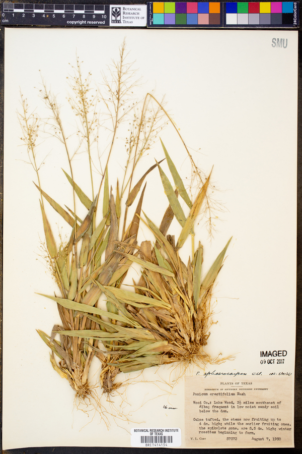 Setaria tenax image