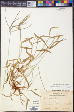 Digitaria ciliaris image