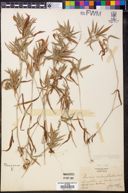 Dichanthelium malacophyllum image