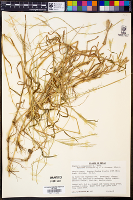 Digitaria sanguinalis image