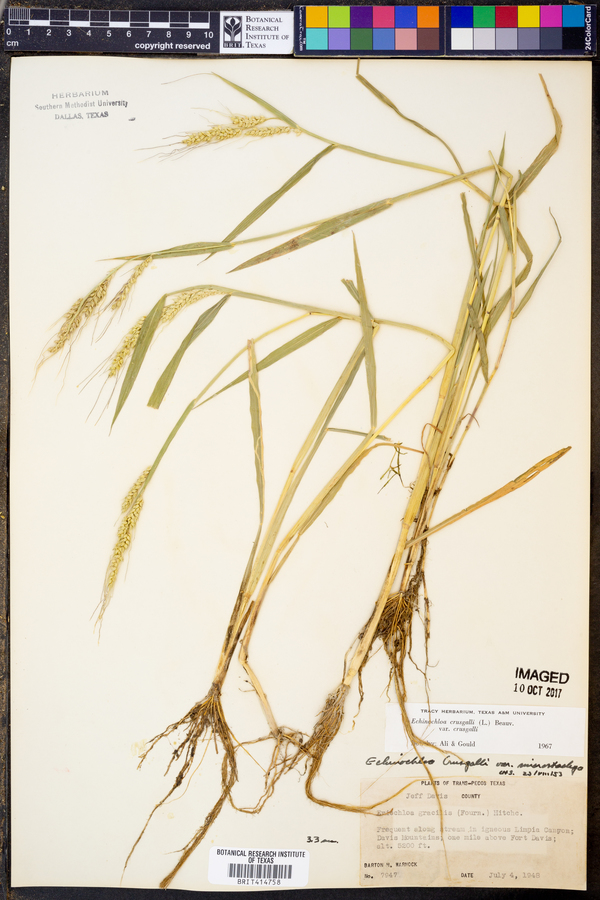 Echinochloa crus-galli var. crus-galli image