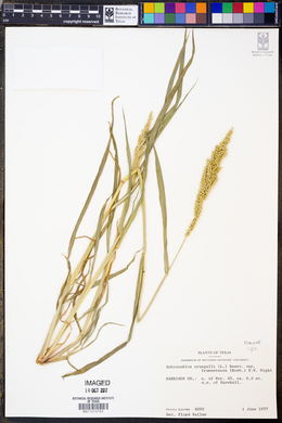 Echinochloa frumentacea image