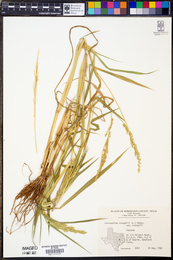 Echinochloa crus-galli var. crus-galli image