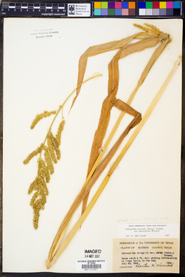 Echinochloa crus-galli var. mitis image