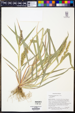 Echinochloa muricata var. muricata image