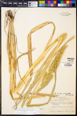 Echinochloa muricata var. muricata image