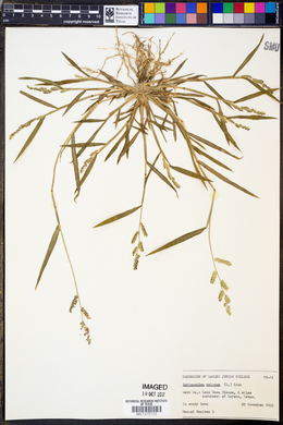 Echinochloa colona image