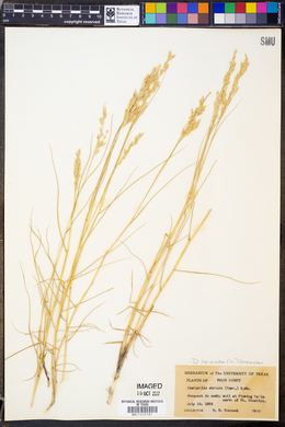 Distichlis spicata image