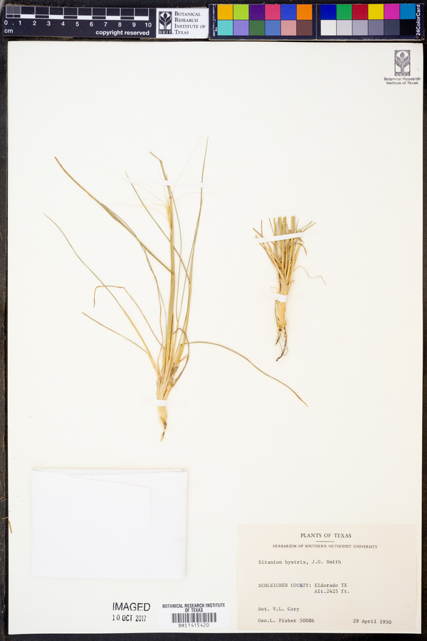 Elymus elymoides subsp. elymoides image