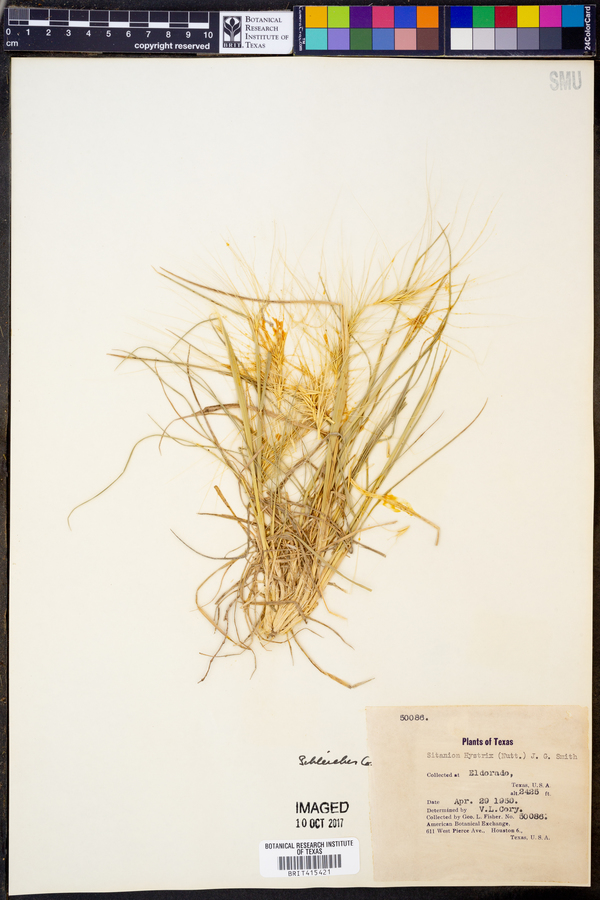 Elymus elymoides subsp. elymoides image