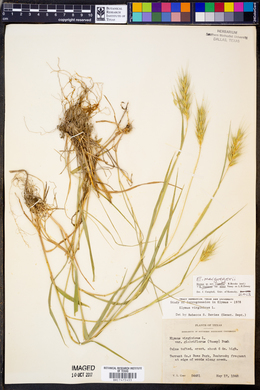 Elymus macgregorii image