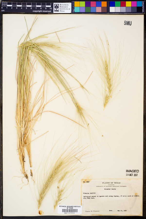 Elymus elymoides subsp. elymoides image