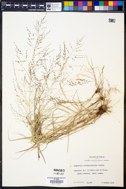 Eragrostis curtipedicellata image