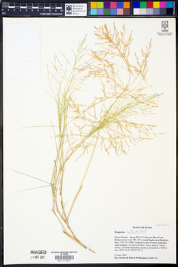 Eragrostis curtipedicellata image