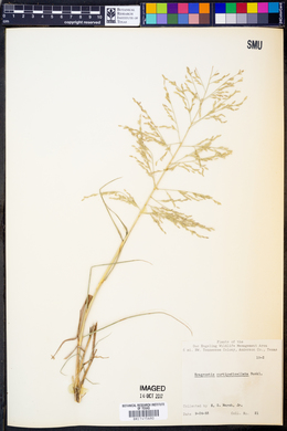 Eragrostis curtipedicellata image