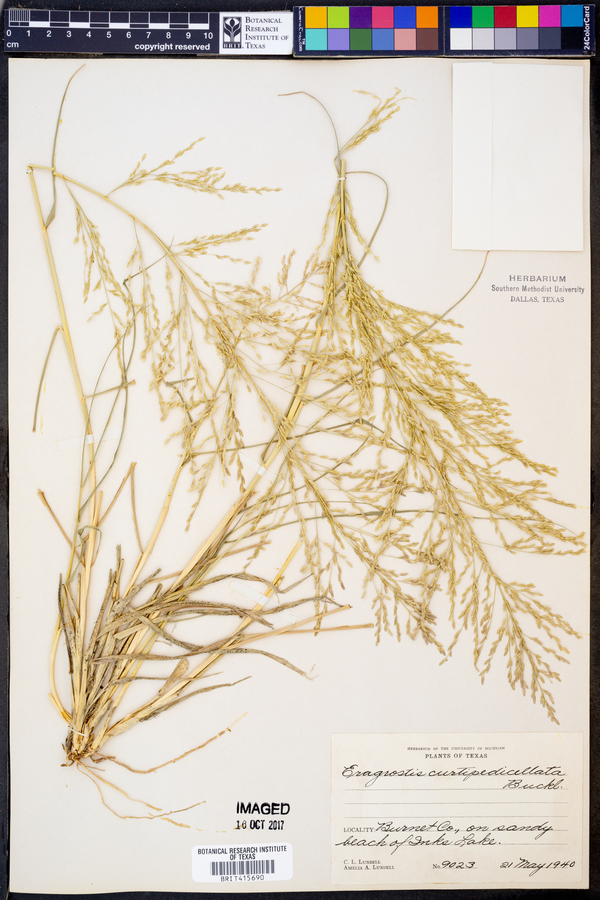 Eragrostis curtipedicellata image