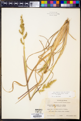 Echinochloa muricata var. muricata image