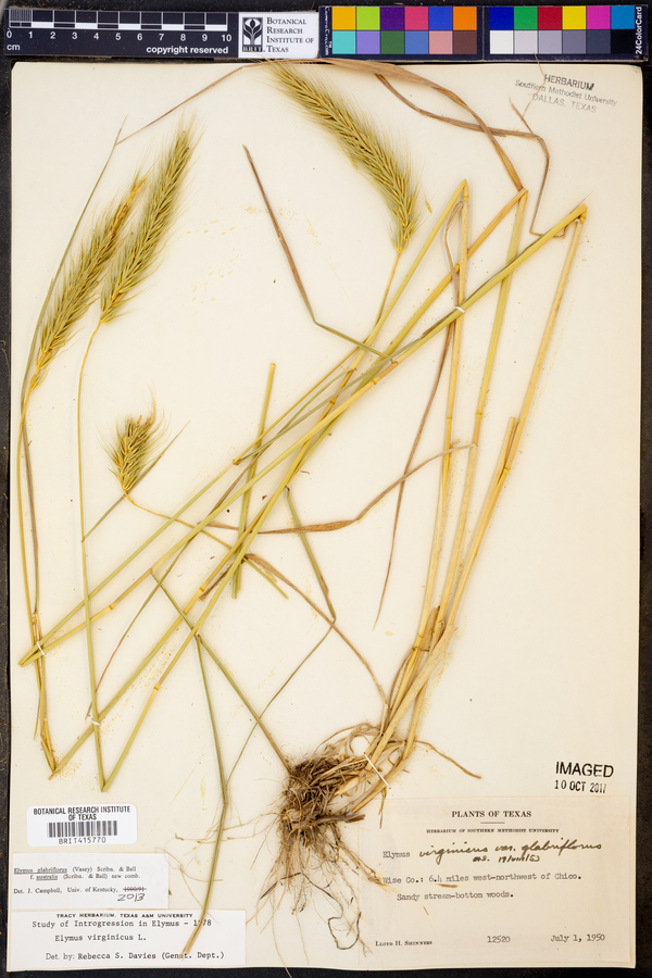 Elymus glabriflorus var. australis image
