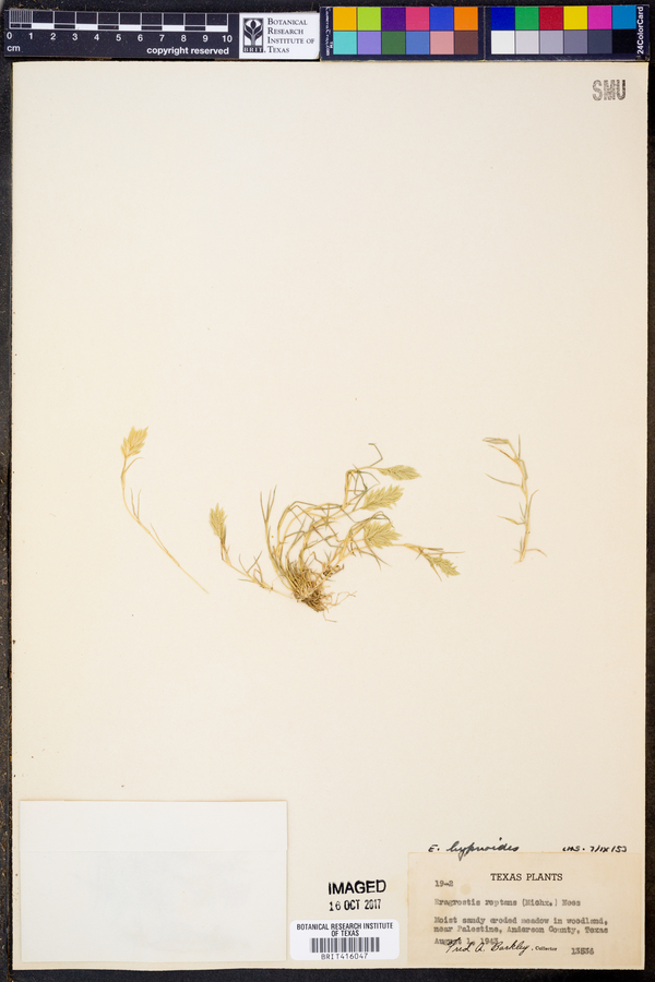 Eragrostis cyperoides image