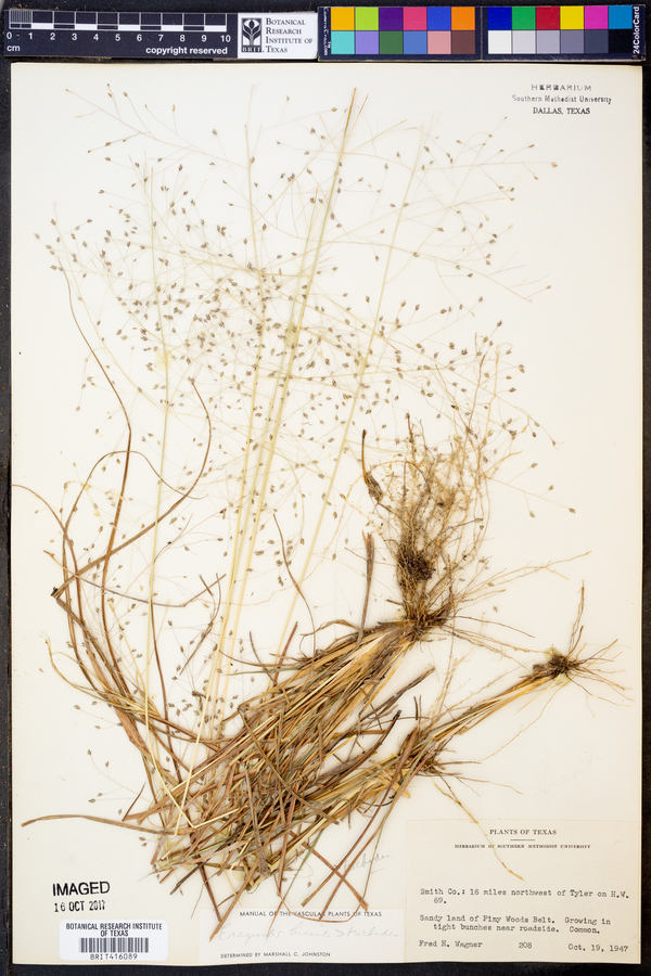 Eragrostis hirsuta image
