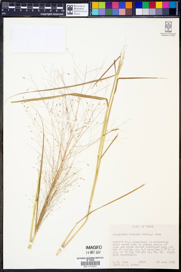 Eragrostis hirsuta image