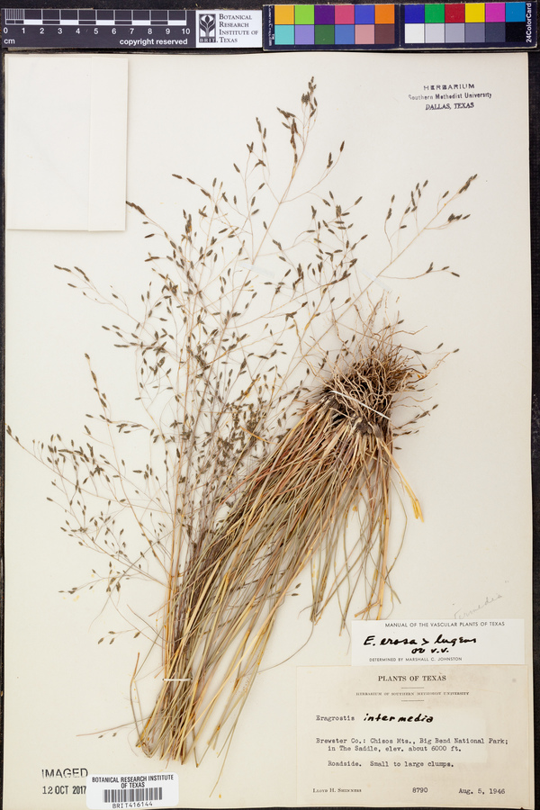 Eragrostis erosa image
