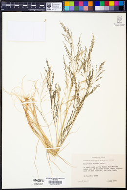 Eragrostis pectinacea var. pectinacea image