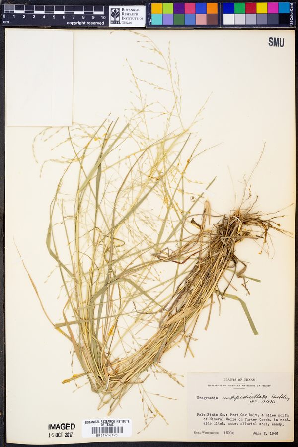 Eragrostis curtipedicellata image