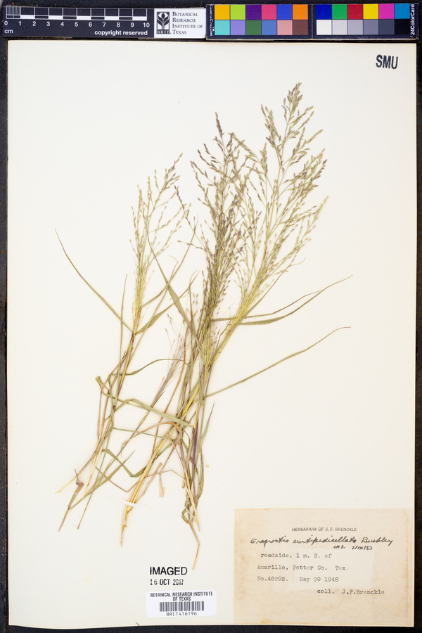 Eragrostis curtipedicellata image